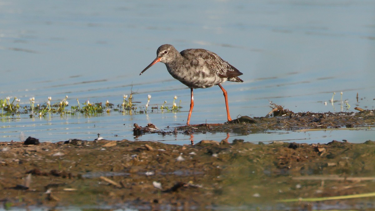 Spotted Redshank - ML621702517