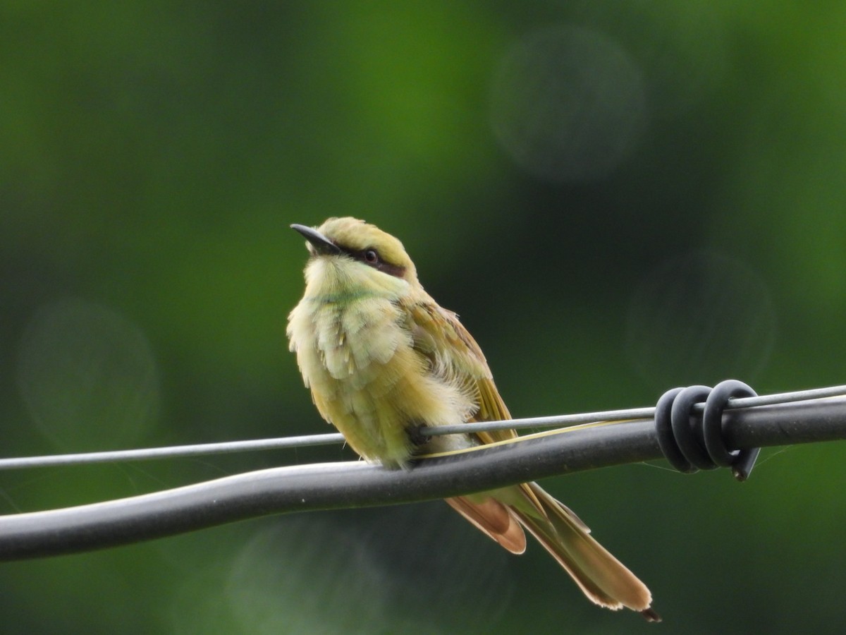 Asian Green Bee-eater - ML621702518