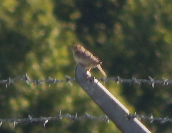 Grasshopper Sparrow - ML621702524