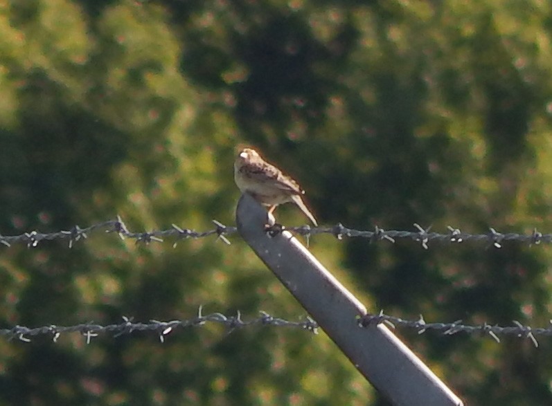 Grasshopper Sparrow - ML621702525