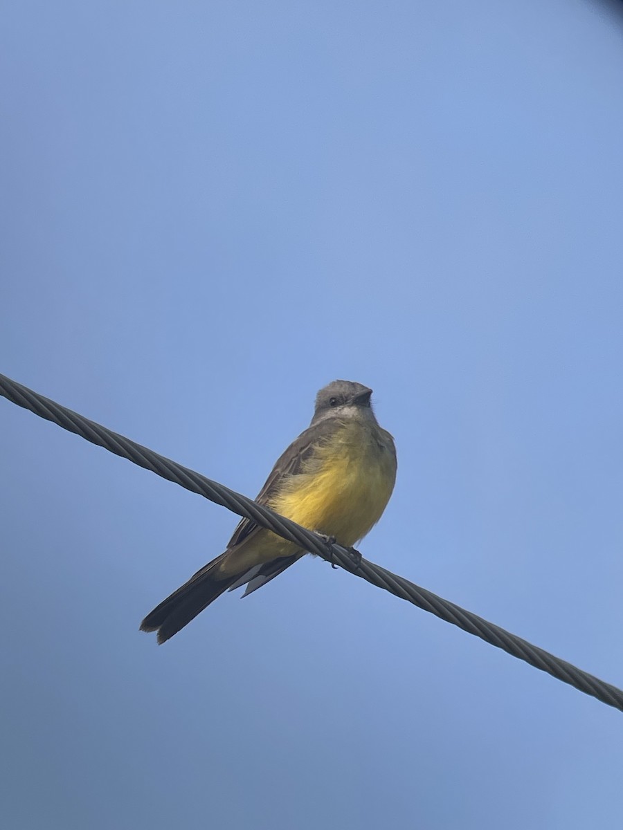 Tropical Kingbird - ML621702566