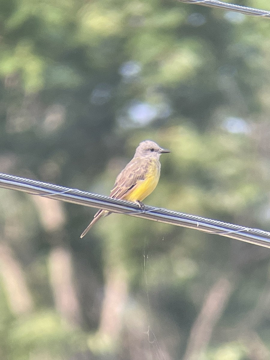 Tropical Kingbird - ML621702568