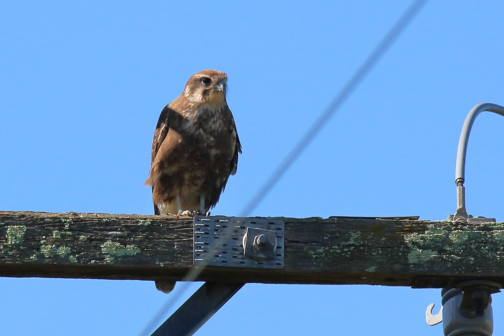 Brown Falcon - ML621702585