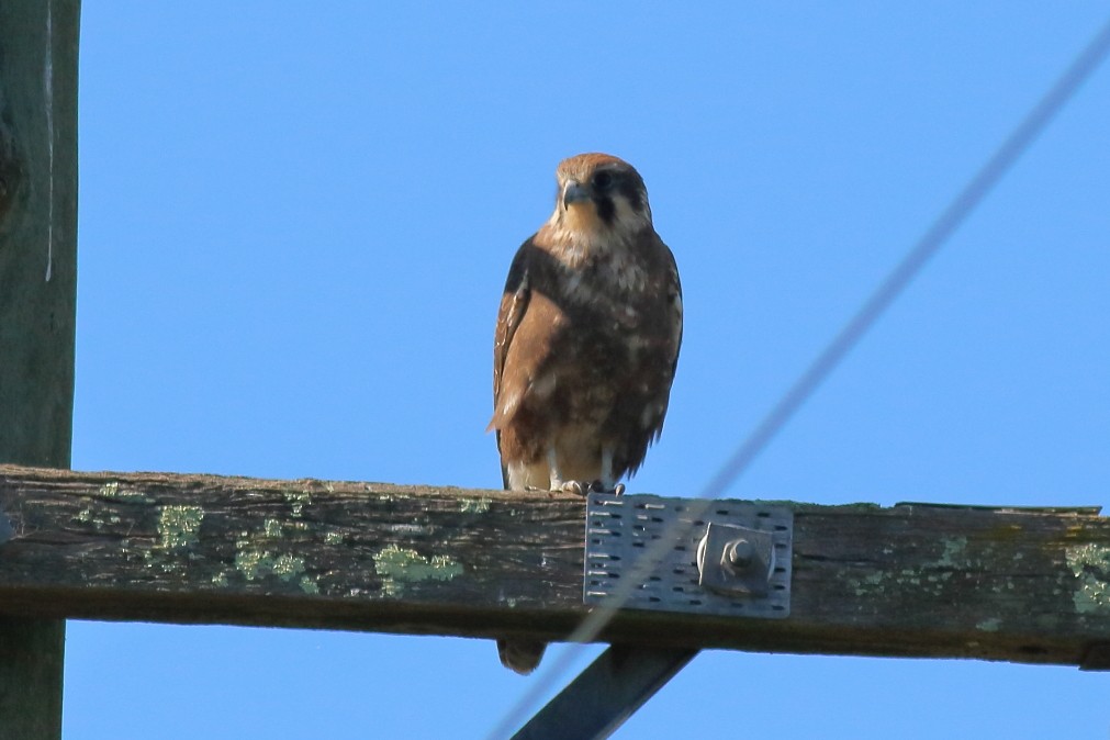 Brown Falcon - ML621702587