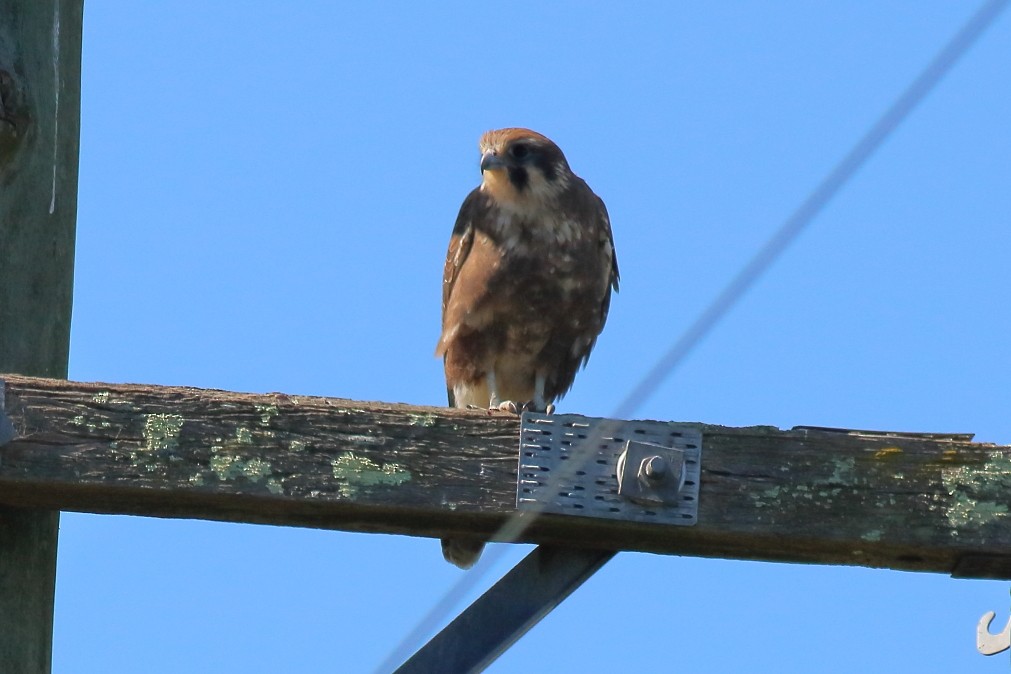 Brown Falcon - ML621702588