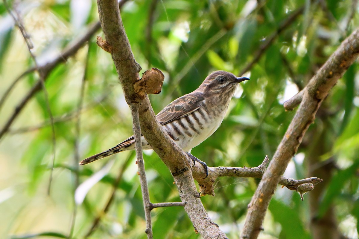 Horsfield's Bronze-Cuckoo - ML621702599