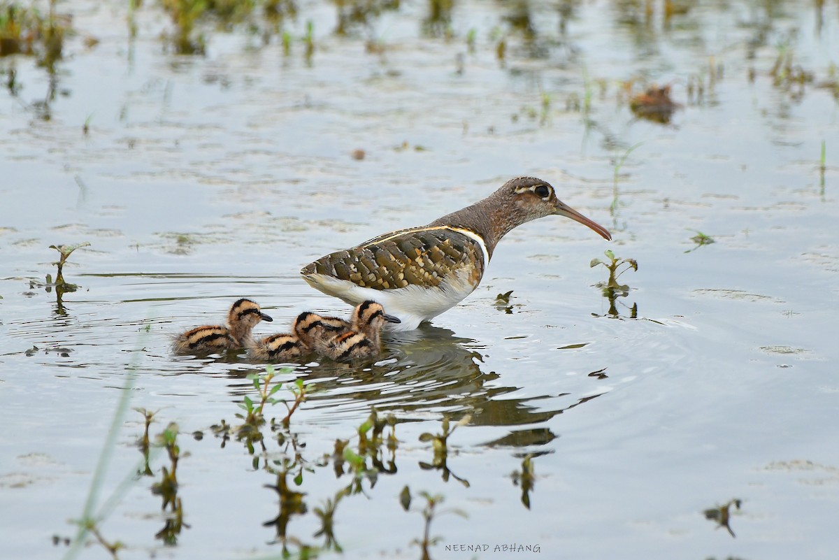 Greater Painted-Snipe - ML621702692