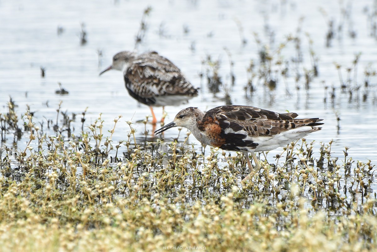 Ruff - Neenad Abhang