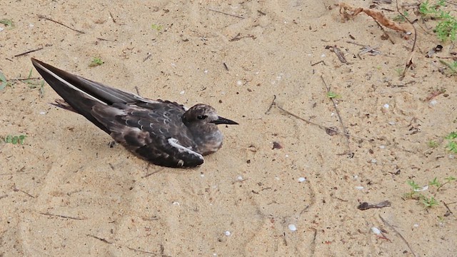 Sooty Tern - ML621702750