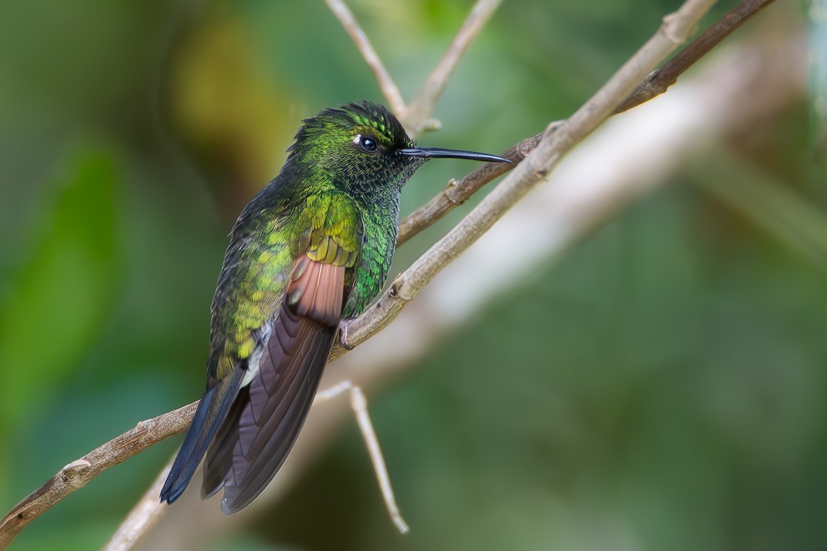 Stripe-tailed Hummingbird - ML621702786