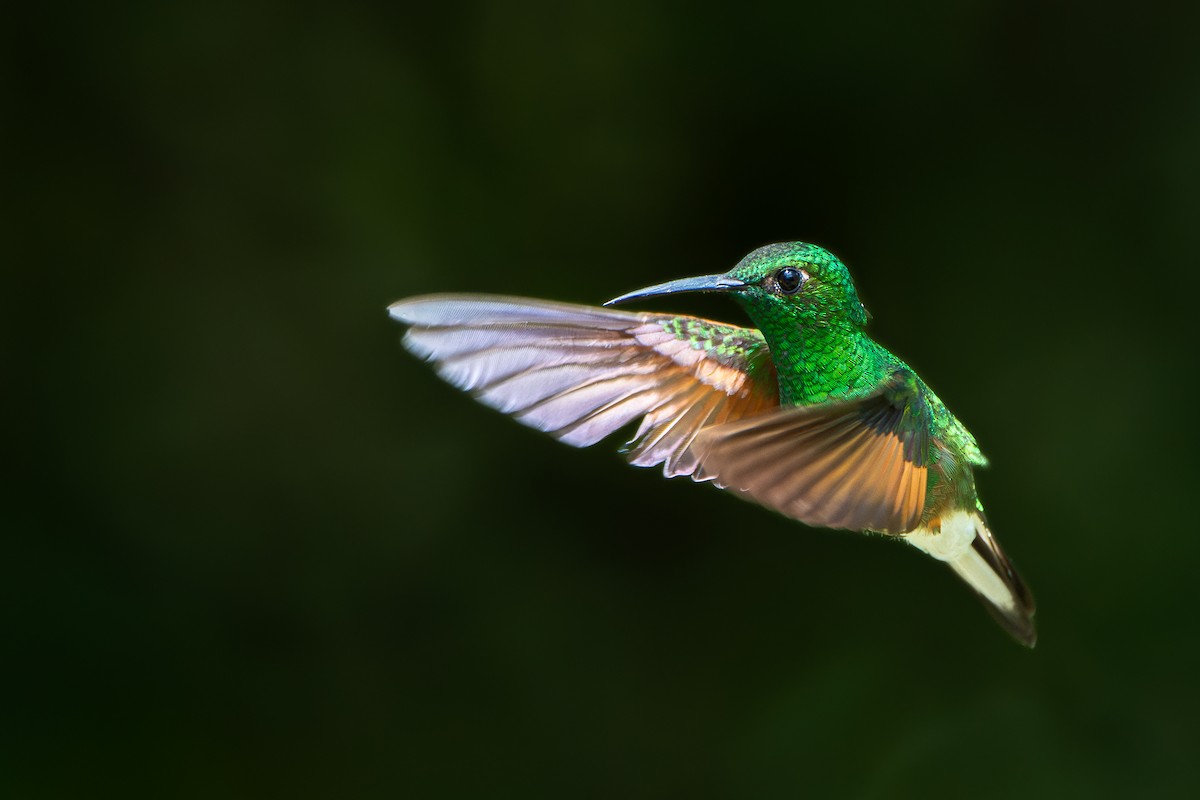 Stripe-tailed Hummingbird - Yonatan Gordon