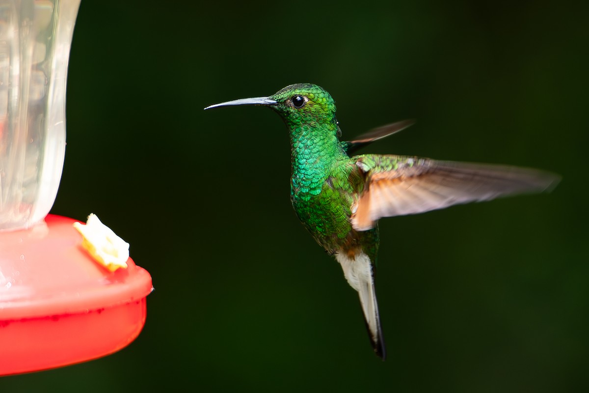 Stripe-tailed Hummingbird - ML621702788