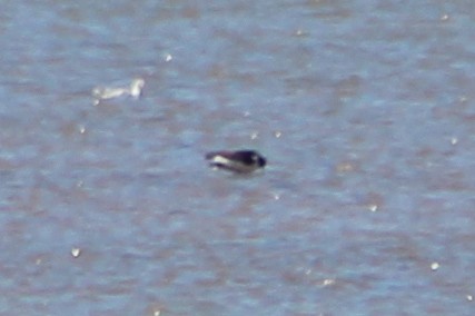 Eurasian Oystercatcher - ML621702831