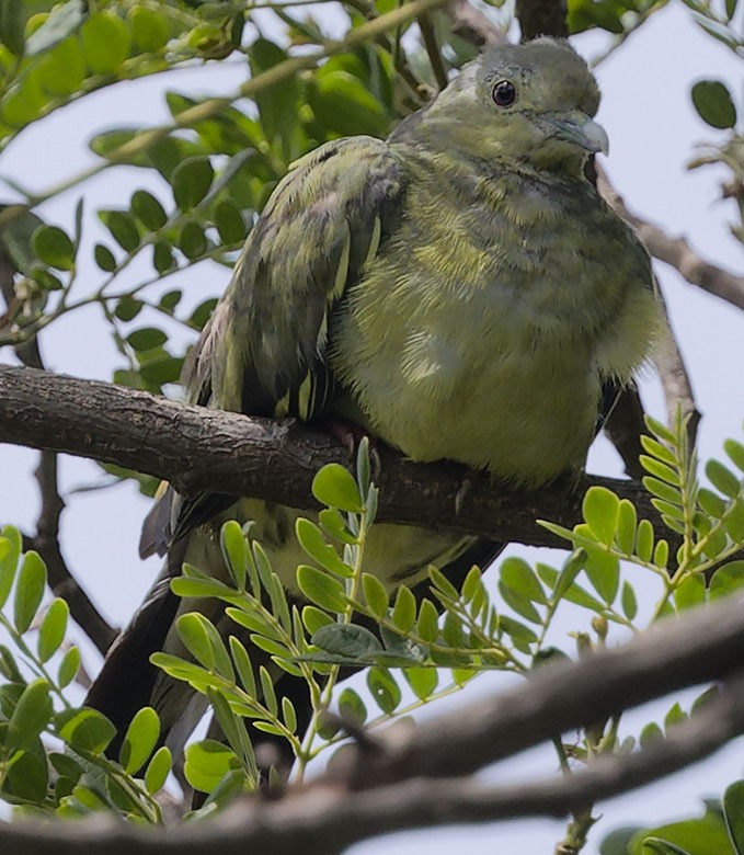 Pink-necked Green-Pigeon - ML621702836