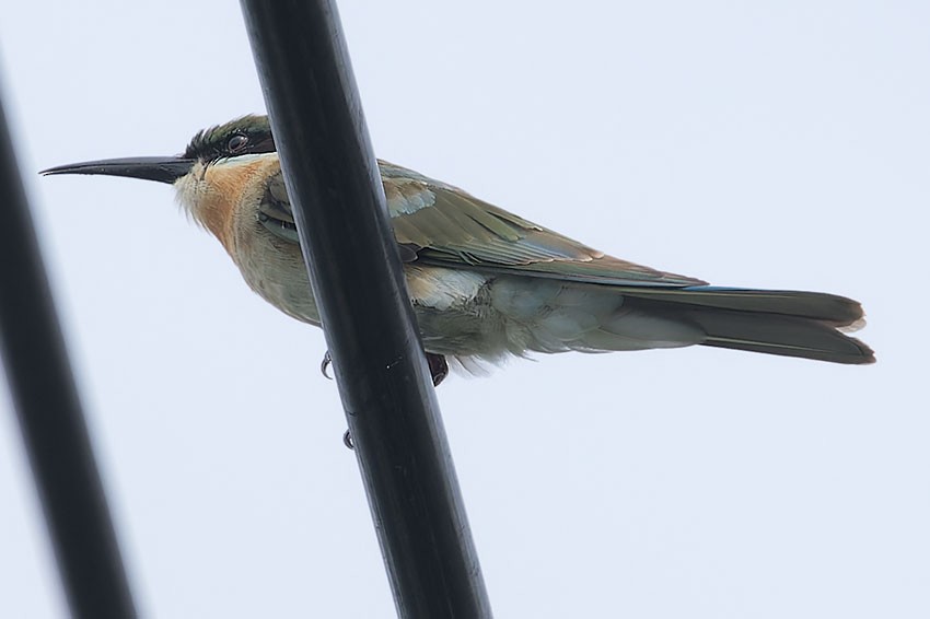 Blue-tailed Bee-eater - ML621702846