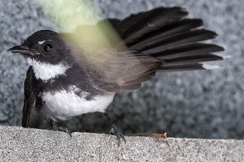 Malaysian Pied-Fantail - ML621702852