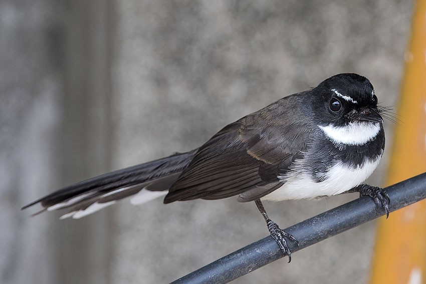 Malaysian Pied-Fantail - ML621702853