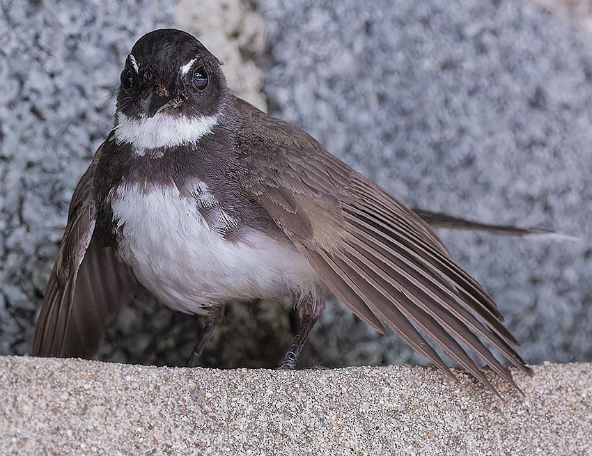 Malaysian Pied-Fantail - ML621702854