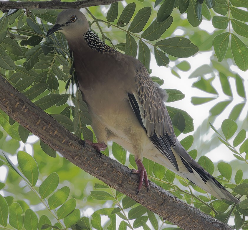 Spotted Dove - ML621702863