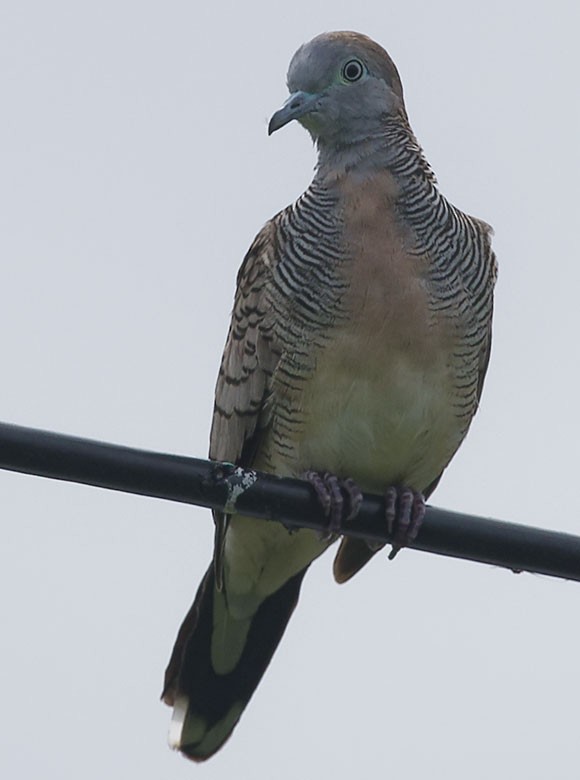 Zebra Dove - ML621702866