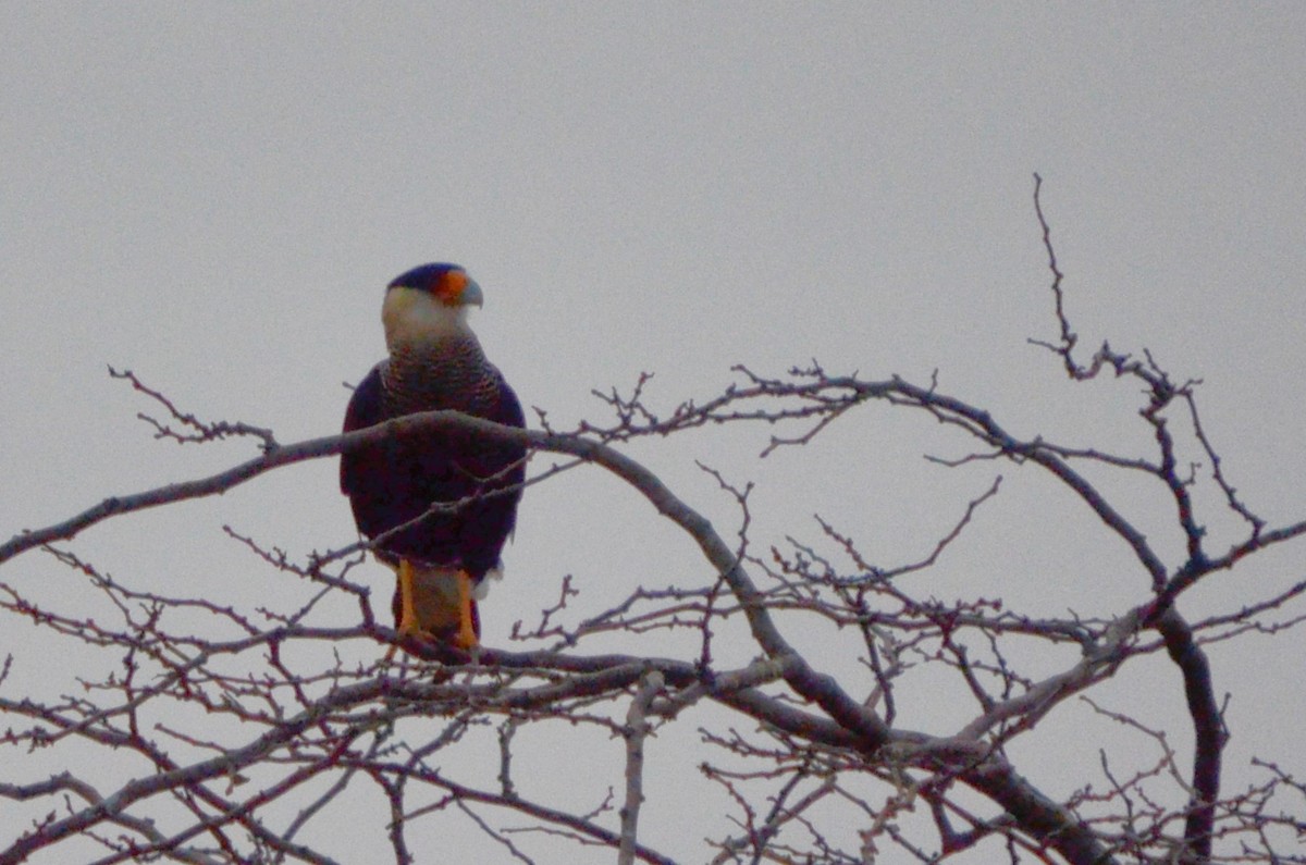 Crested Caracara - ML621702870