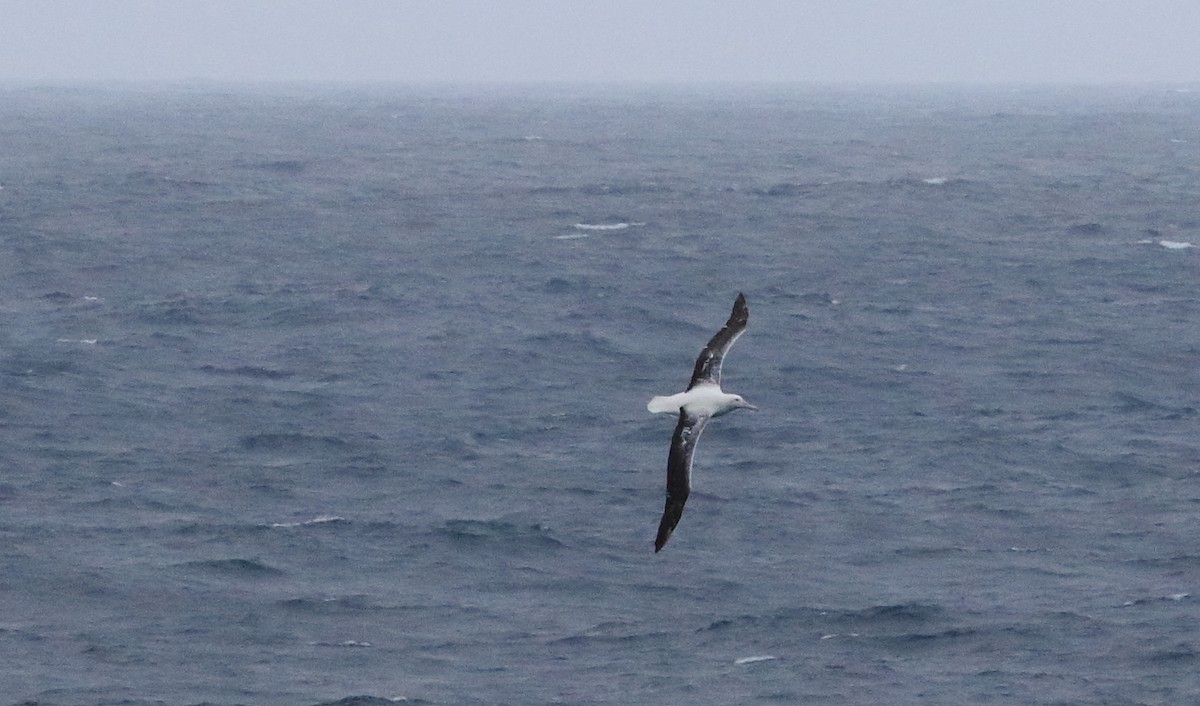 large albatross sp. - ML621702871