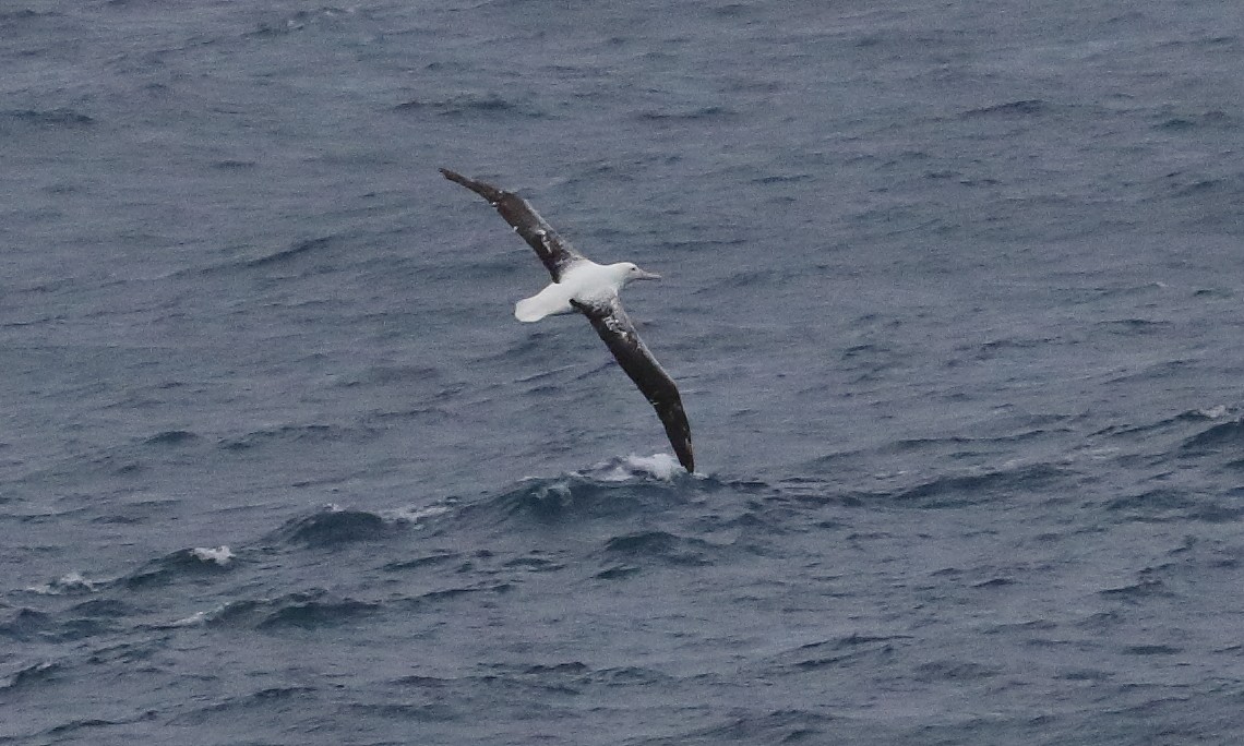 large albatross sp. - ML621702872