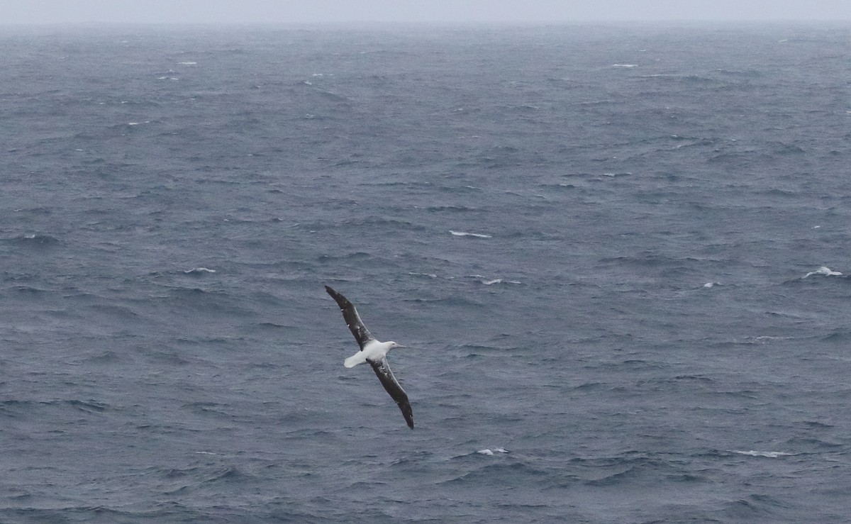 large albatross sp. - ML621702873