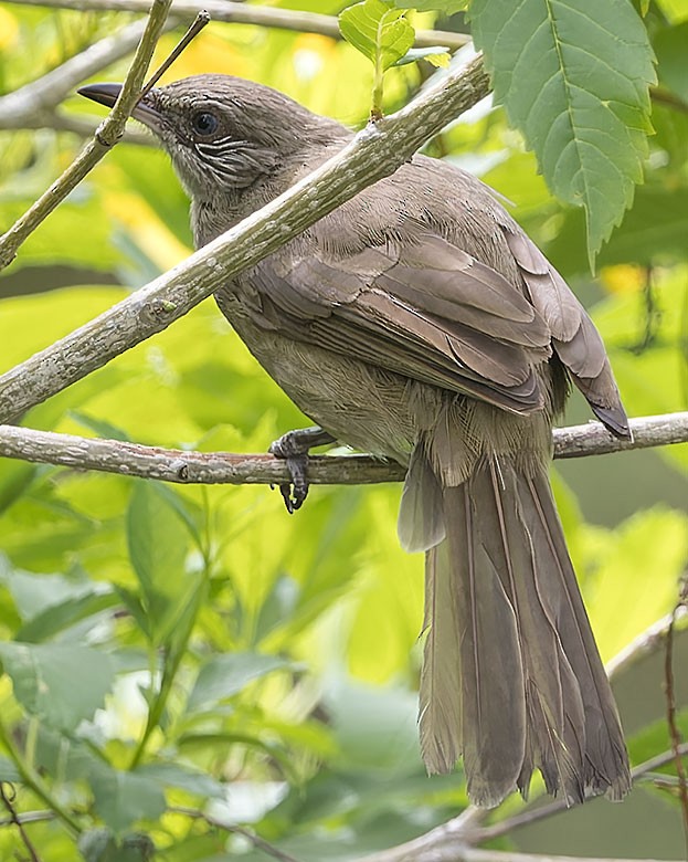 Streak-eared Bulbul - ML621702875