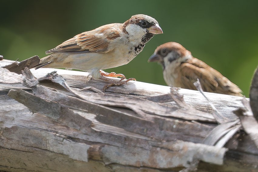 Eurasian Tree Sparrow - ML621702884