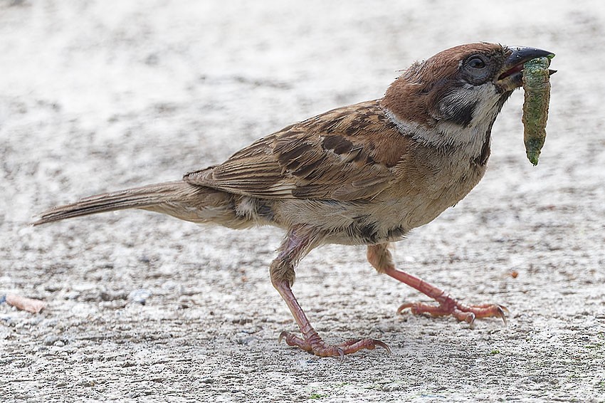 Eurasian Tree Sparrow - ML621702885