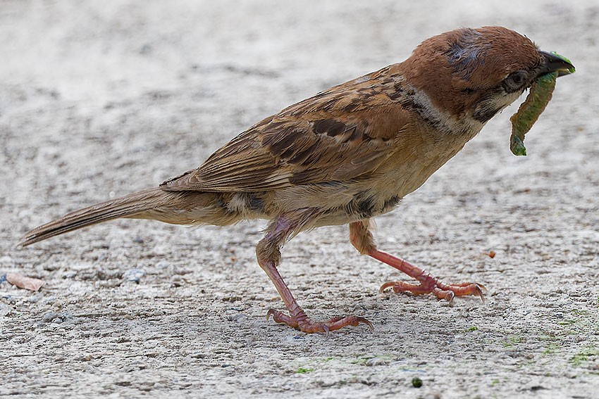 Eurasian Tree Sparrow - ML621702886