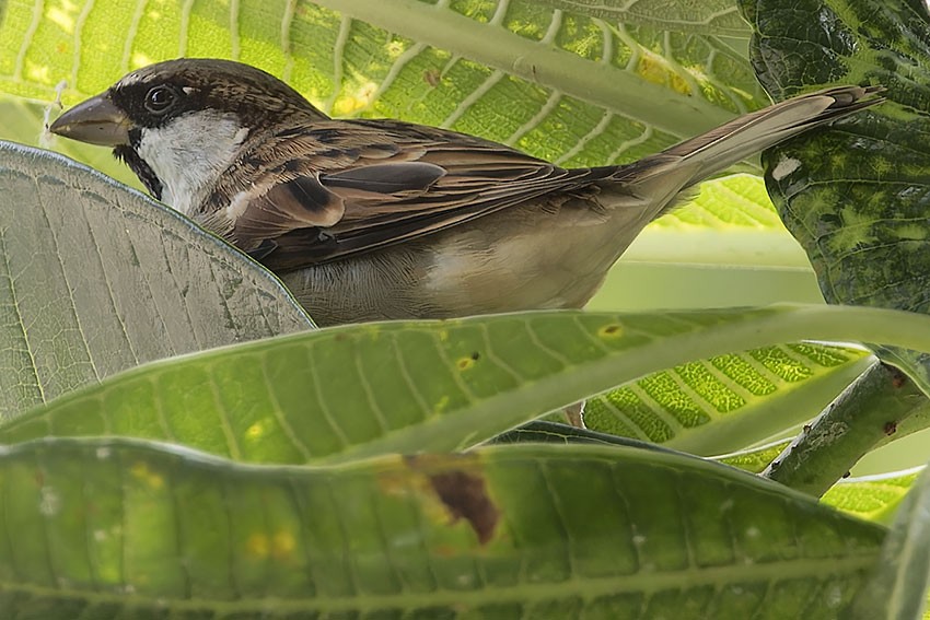 Eurasian Tree Sparrow - ML621702887