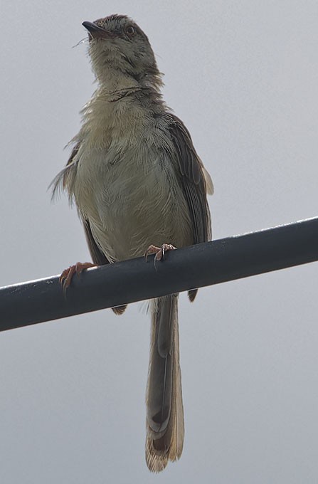 Plain Prinia - ML621702896