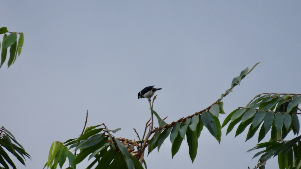 Wing-barred Seedeater (Caqueta) - ML621702898