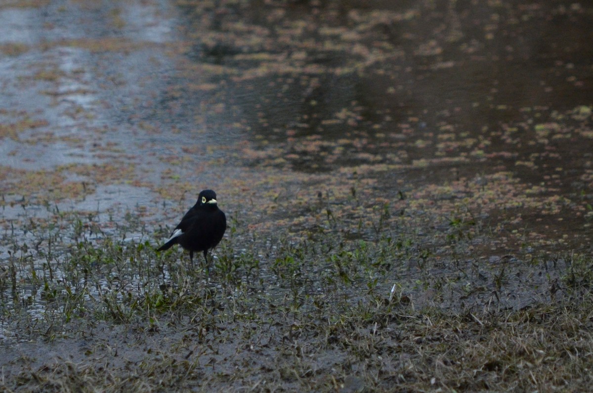 Spectacled Tyrant - silvia sokolovsky