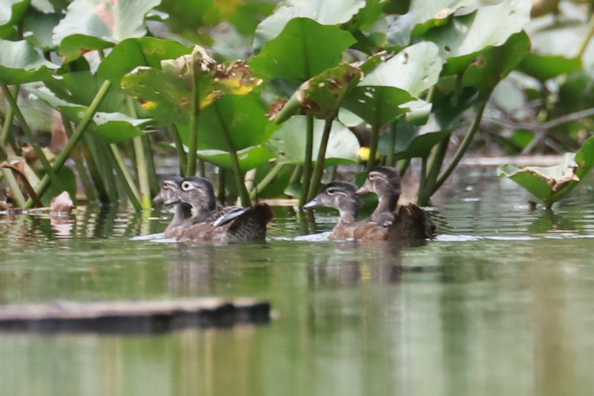 Wood Duck - ML621702923