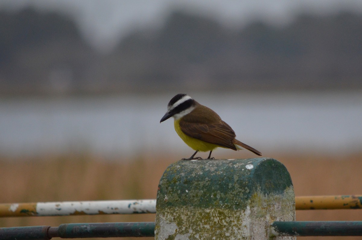 Great Kiskadee - ML621702924