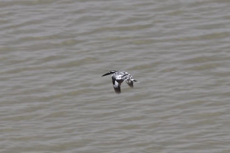 Pied Kingfisher - ML621702926