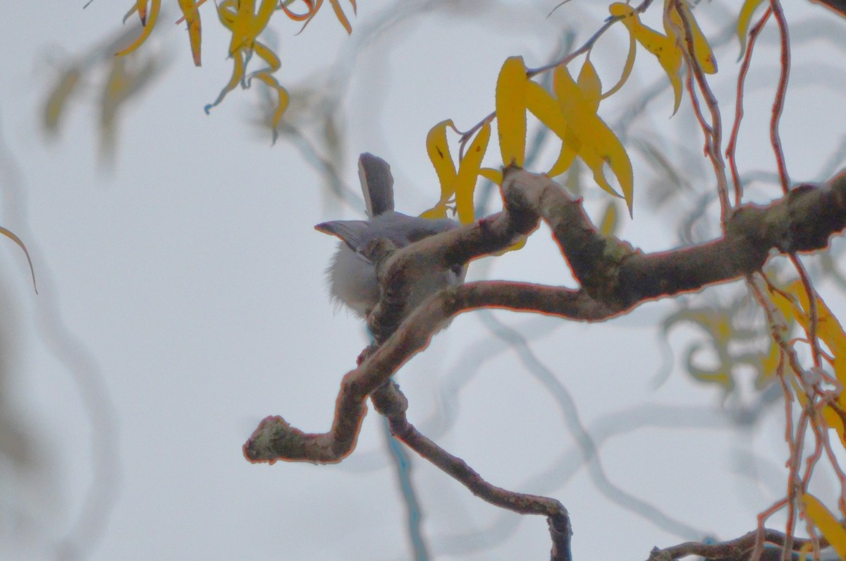 Masked Gnatcatcher - ML621702929