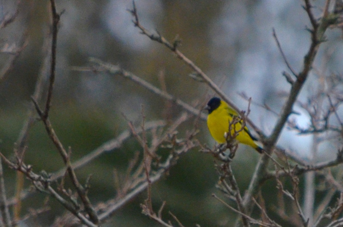 Hooded Siskin - ML621702945