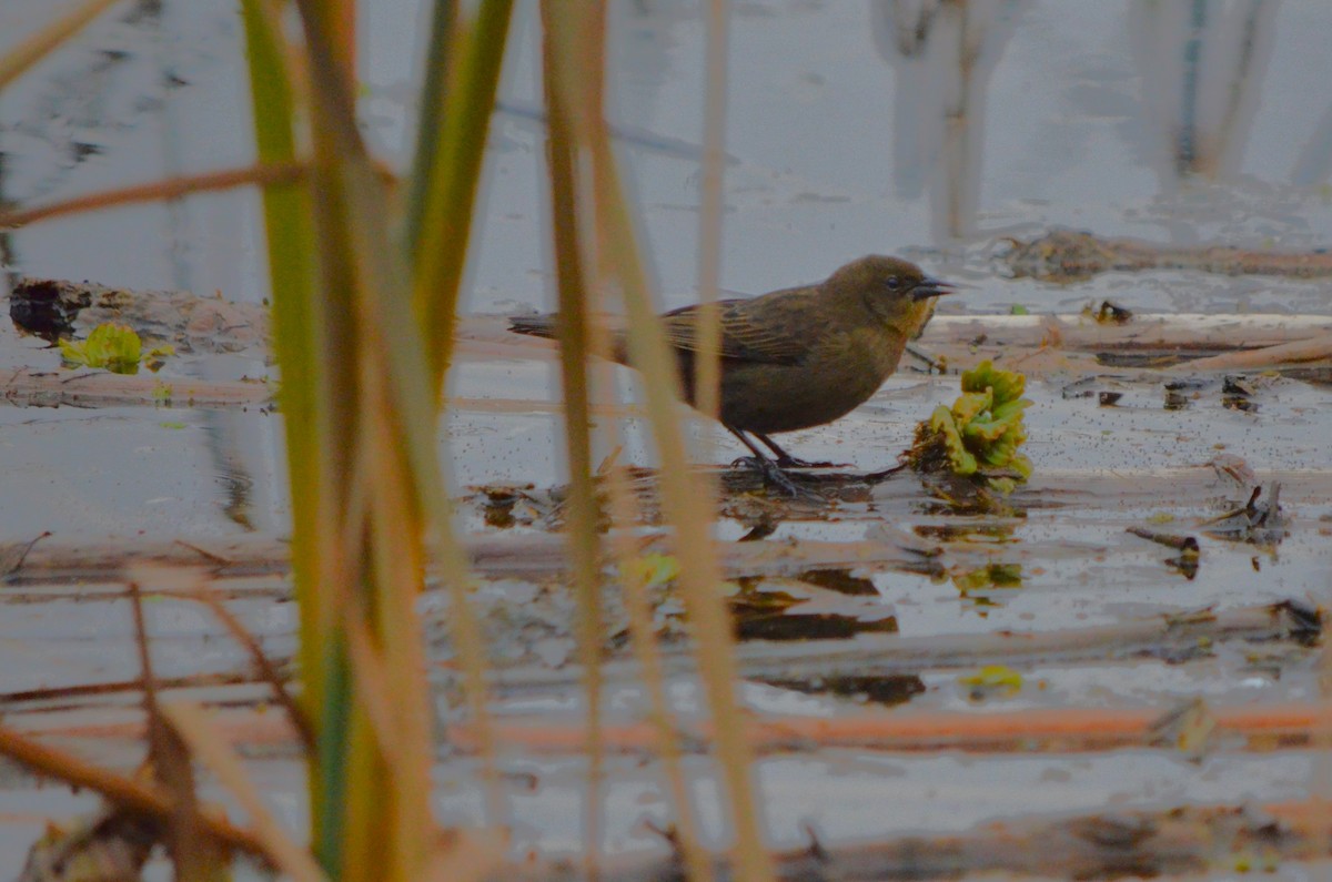 Chestnut-capped Blackbird - ML621702951