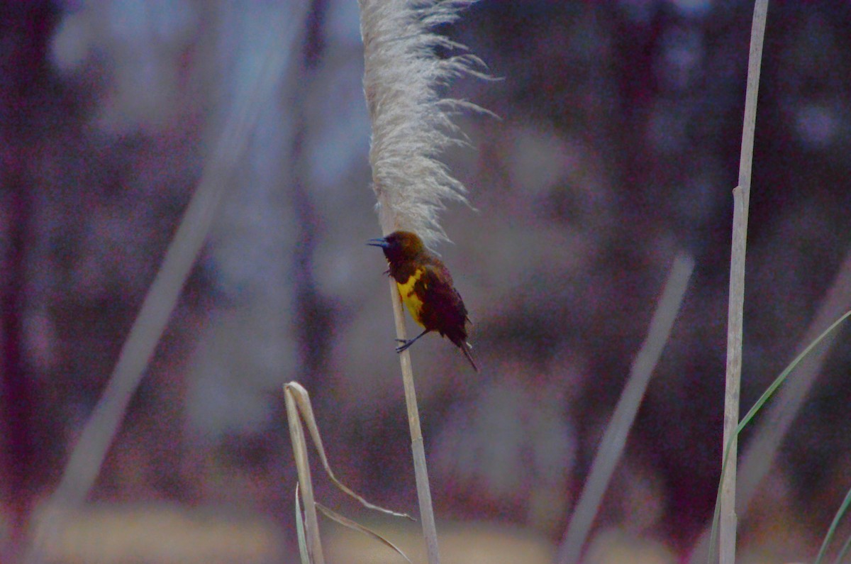 Brown-and-yellow Marshbird - ML621702954