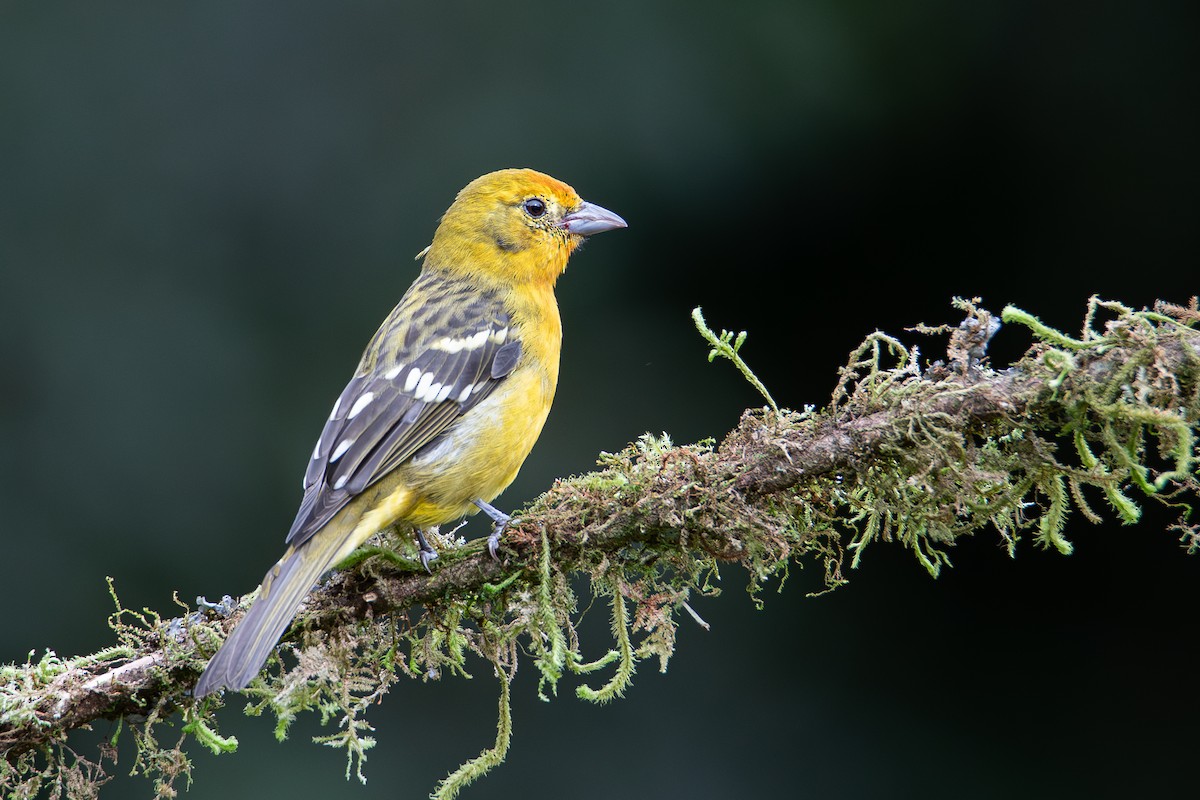 Flame-colored Tanager - ML621702958