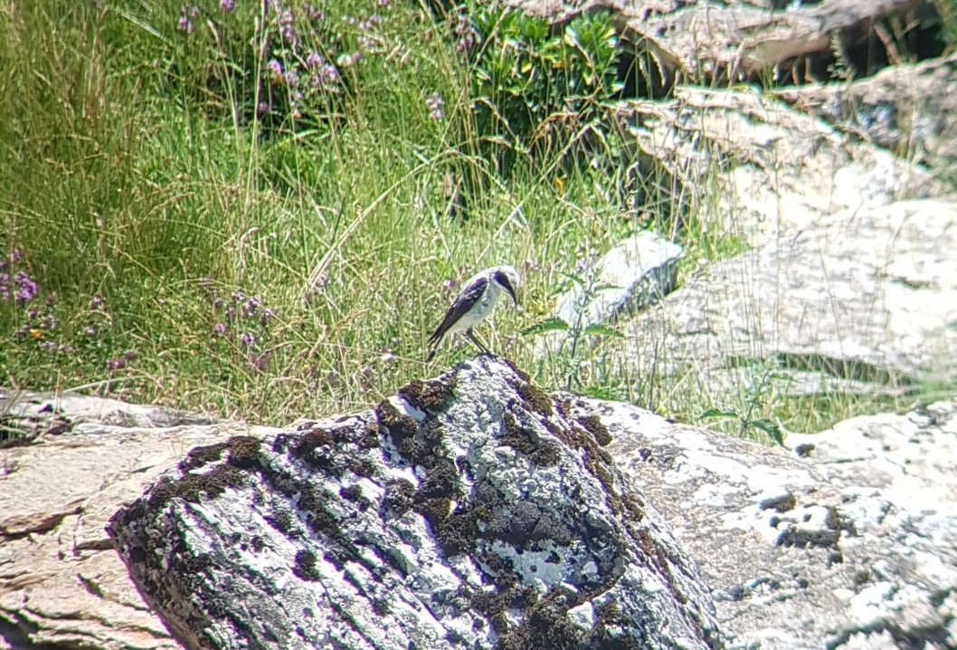 Northern Wheatear - Joel White