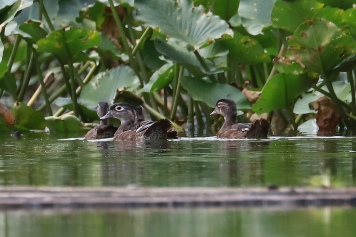 Wood Duck - ML621702994