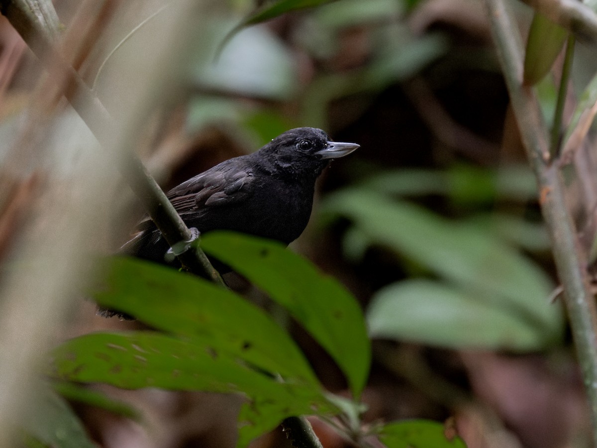 Black Bushbird - ML621703051