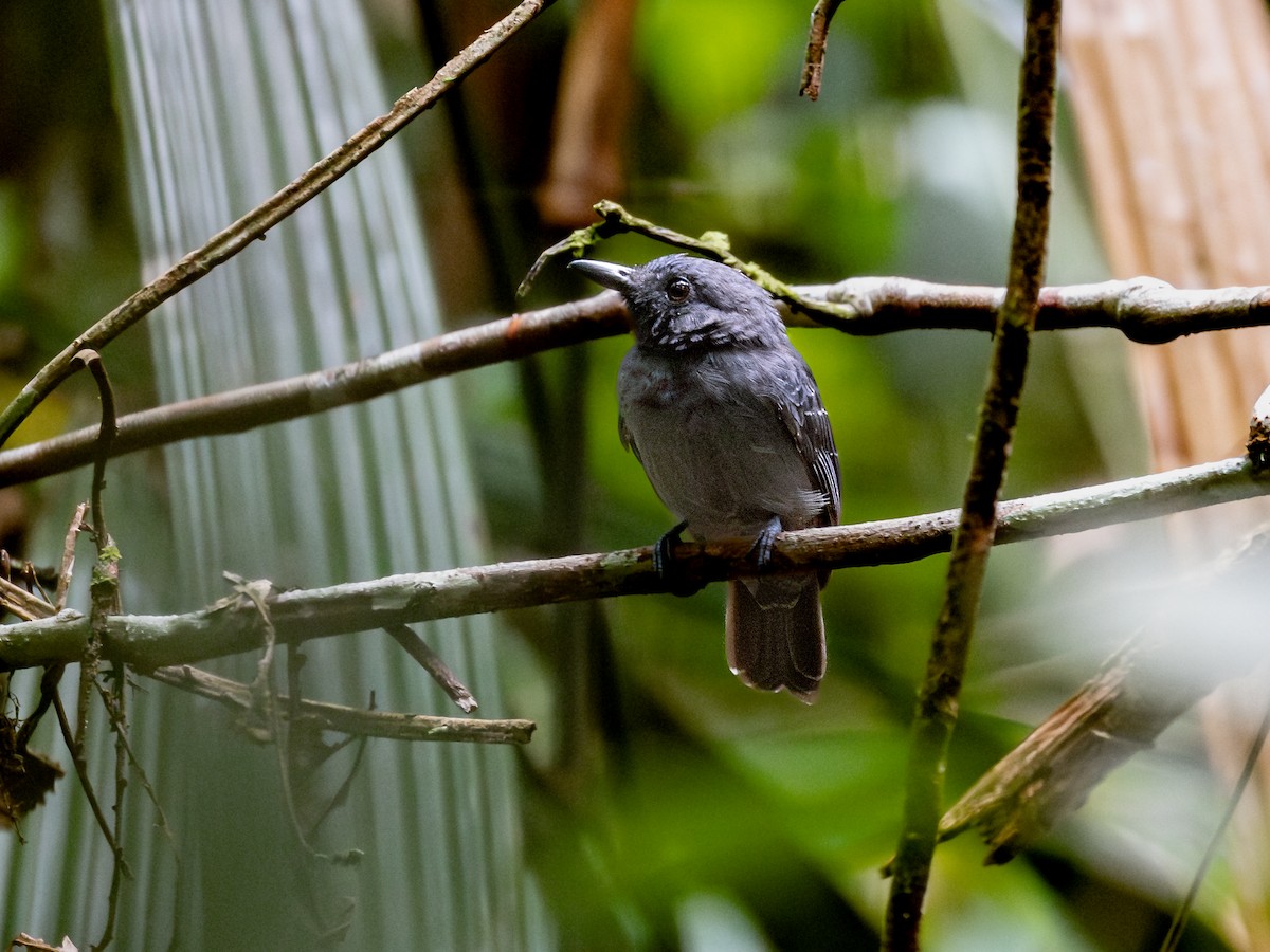 Saturnine Antshrike - ML621703063