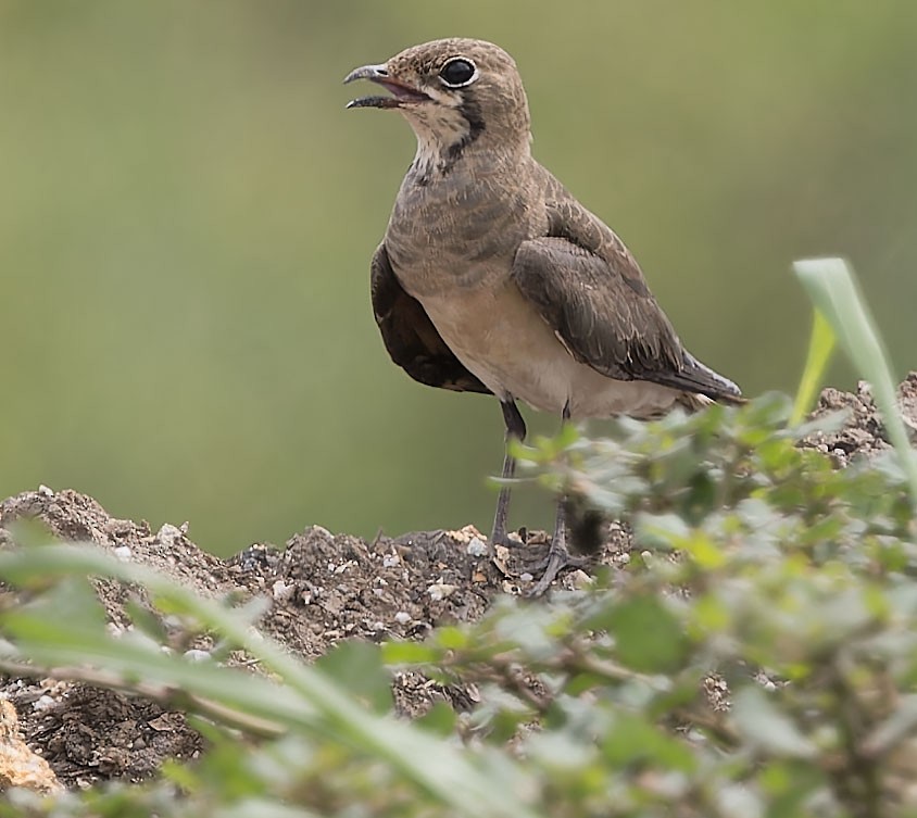 Oriental Pratincole - ML621703089