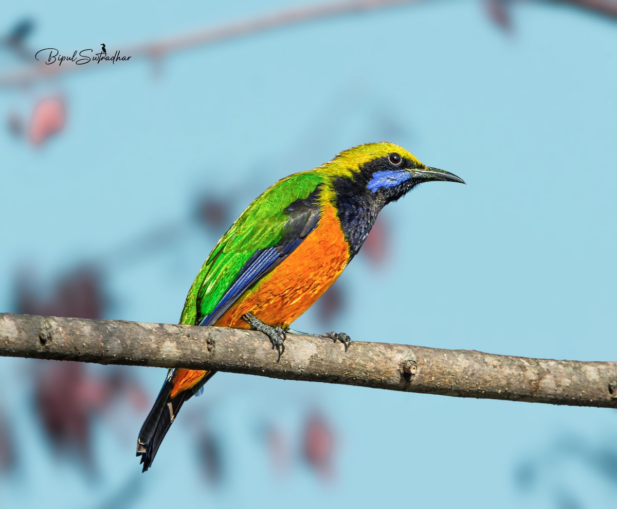 Orange-bellied Leafbird - ML621703090